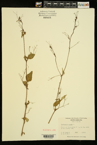 Boerhavia erecta image