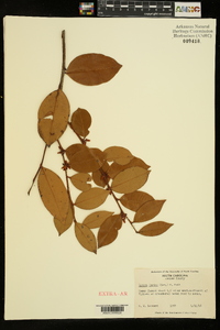 Lyonia lucida image