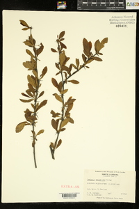 Berberis canadensis image