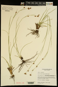 Rhynchospora megalocarpa image