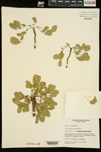 Euphorbia ipecacuanhae image