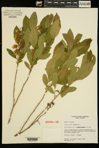 Lyonia mariana image