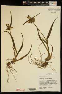 Tradescantia hirsutiflora image