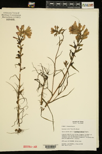 Castilleja indivisa image