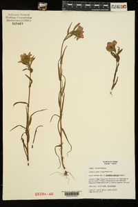 Castilleja indivisa image