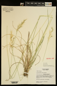 Danthonia sericea image