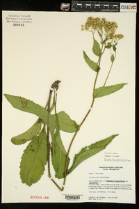 Parthenium integrifolium var. integrifolium image