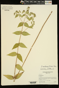 Pycnanthemum muticum image