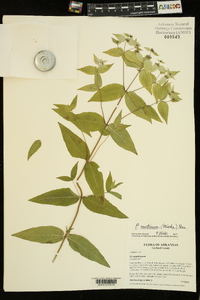 Pycnanthemum muticum image