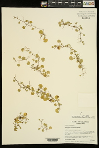 Dichondra carolinensis image