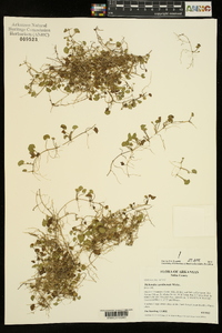 Dichondra carolinensis image