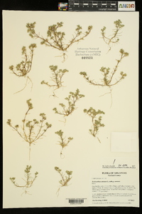 Scleranthus annuus subsp. annuus image