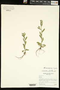 Myosotis macrosperma image