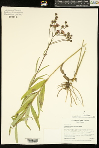 Vernonia texana image