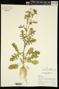 Senecio vulgaris image