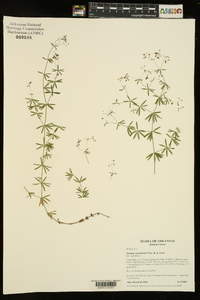 Galium concinnum image