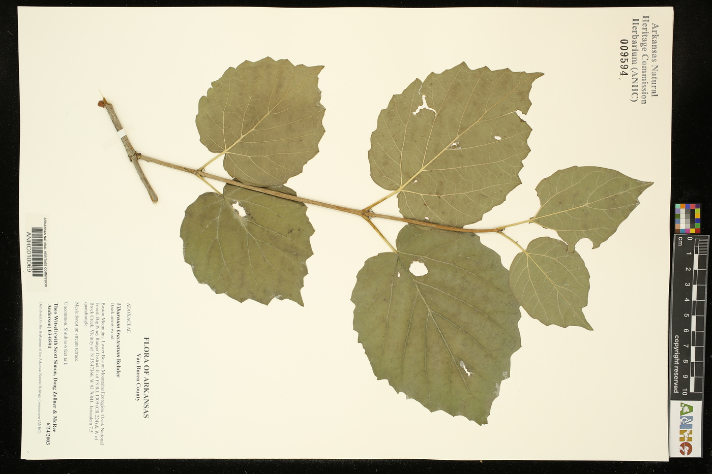 Viburnum bracteatum image