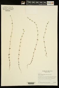 Galium virgatum image