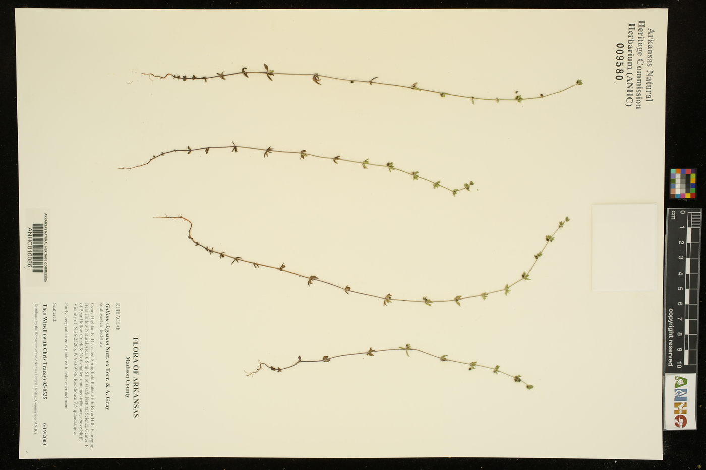 Galium virgatum image