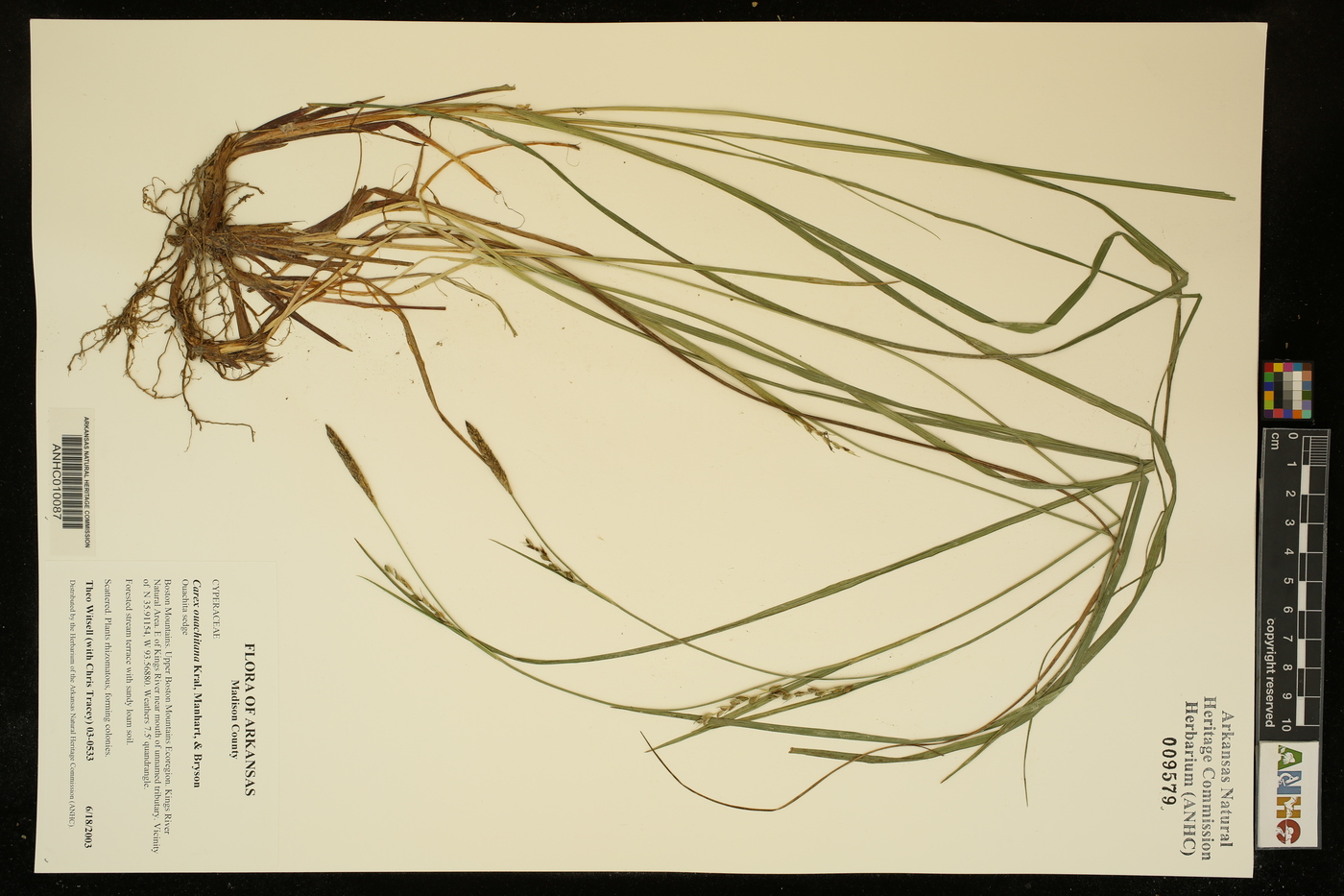 Carex ouachitana image