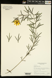 Coreopsis palmata image