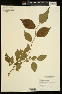 Prunus mexicana image