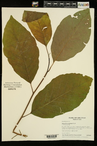 Magnolia acuminata image