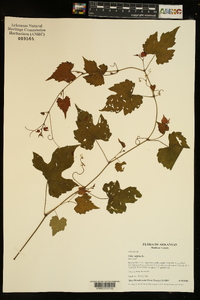 Vitis vulpina image