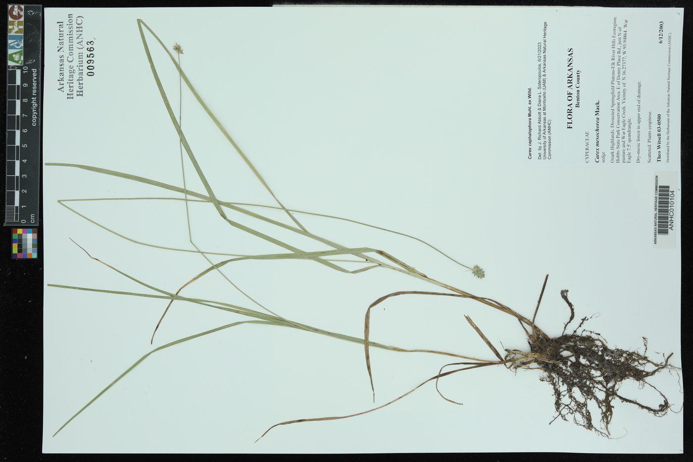 Carex mesochorea image