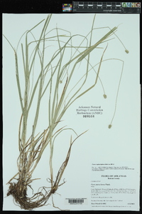 Carex mesochorea image