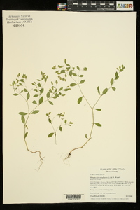 Paronychia canadensis image