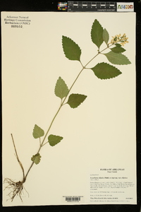 Scutellaria elliptica image