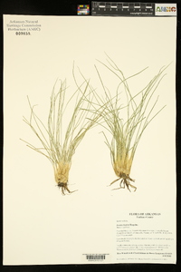 Isoëtes butleri image