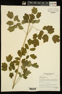 Thalictrum amphibolum image