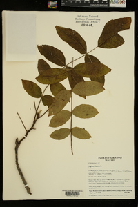 Juglans cinerea image