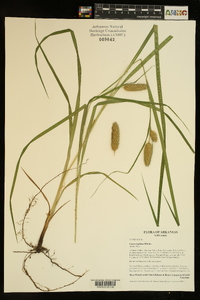 Carex typhina image