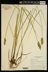 Carex oklahomensis image