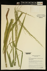 Glyceria septentrionalis image