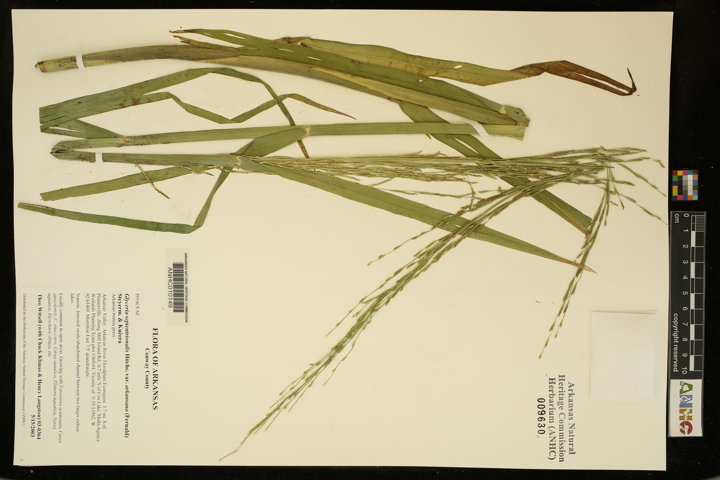 Glyceria septentrionalis var. arkansana image