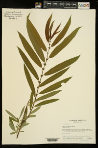 Salix caroliniana image