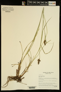 Carex bushii image