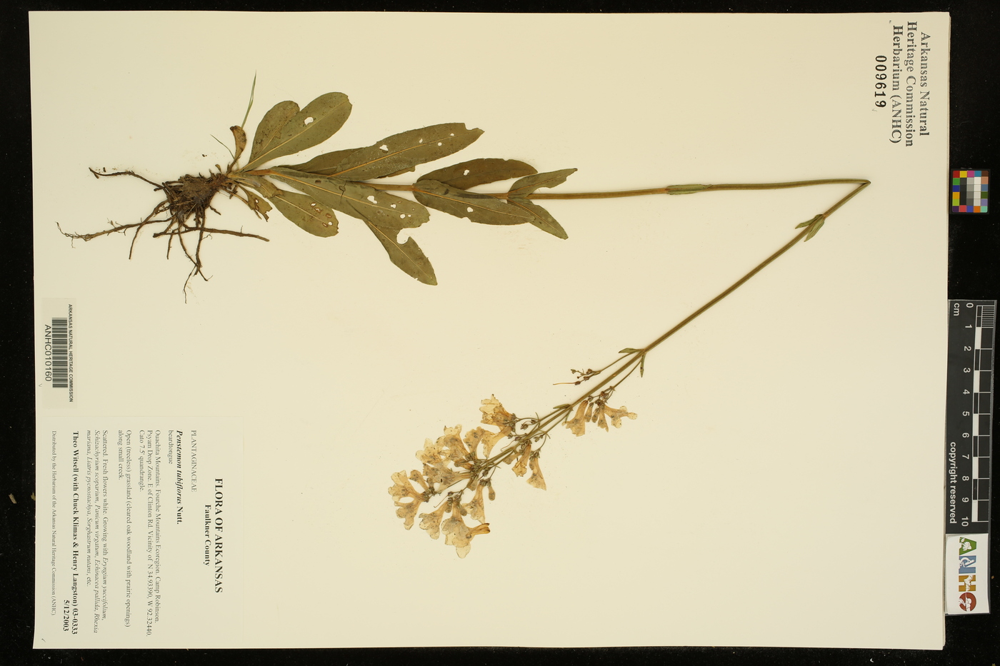 Penstemon tubiflorus image