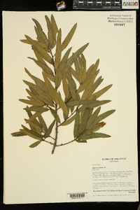 Quercus phellos image