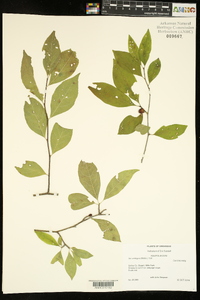 Ilex ambigua image