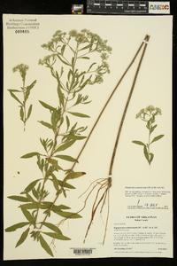 Eupatorium semiserratum image