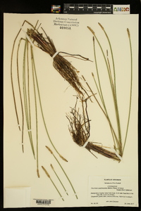 Eleocharis quadrangulata image