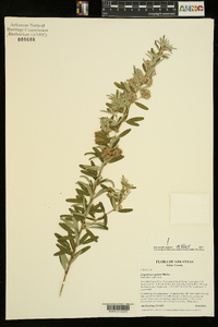 Lespedeza capitata image