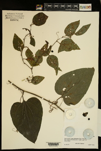 Smilax tamnoides image