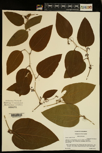 Smilax walteri image