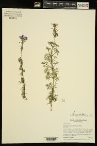 Glandularia pulchella image